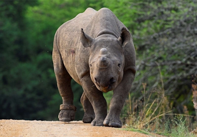 Babanango Madwaleni River Lodge Rhino